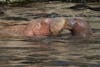 Walross-Baby mit Mutter im Wasser im Tierpark Hagenbeck