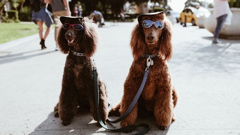 Hunde mit Sonnenbrillen