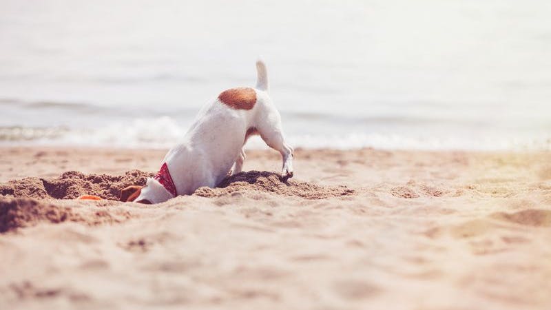 Hund Strand