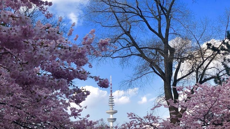 Kirschblüte Hamburg mit Fernsehturm