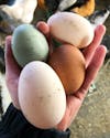 Eier vom MOTTE Hühnerhof